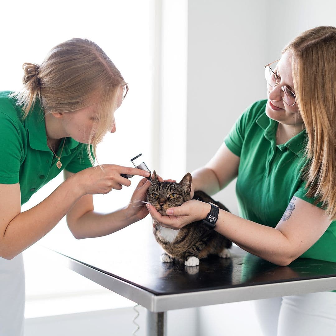 Tradelios Team – Beratung für Tierarztpraxen in Deutschland