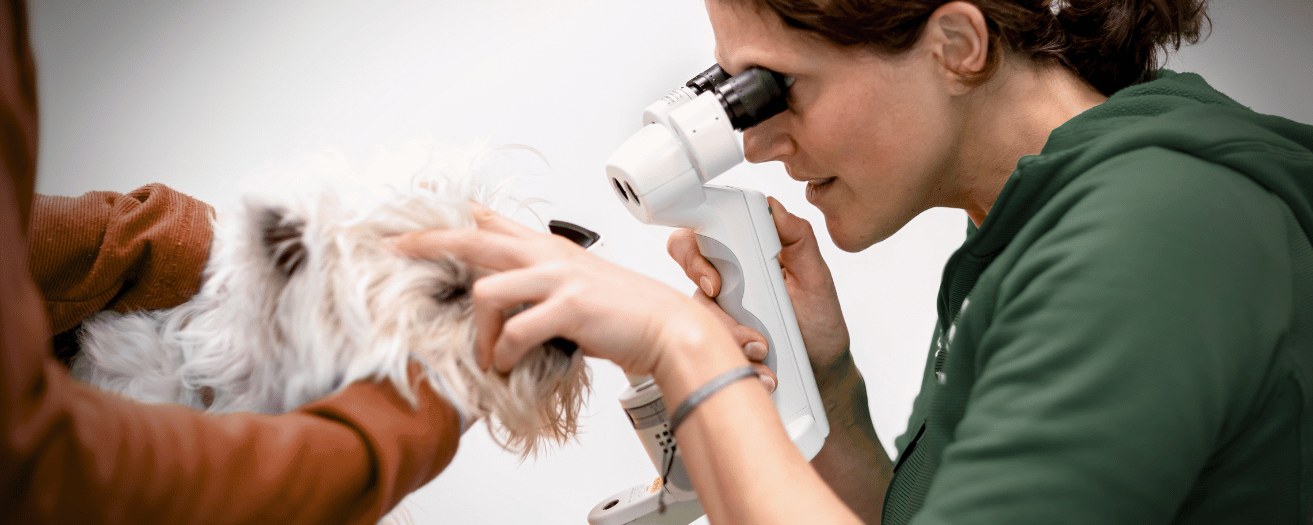 Tierärztin untersucht das Auge eines Hundes